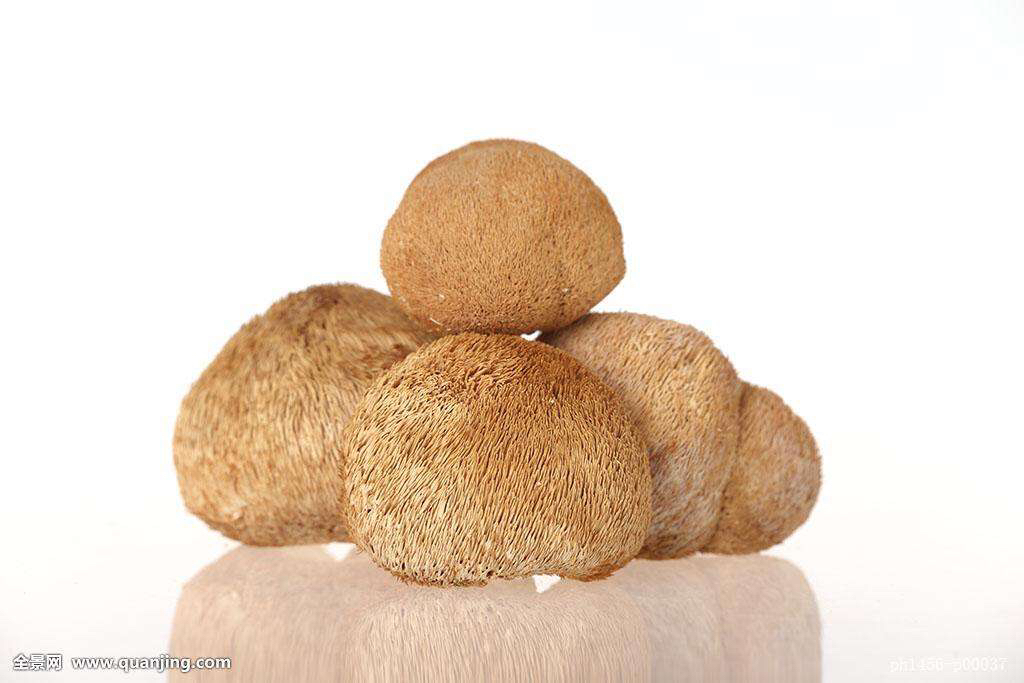 猴头菌的功效,药材猴头是指