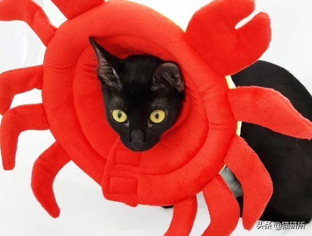 伊丽莎白圈猫咪,伊丽莎白圈有危险吗