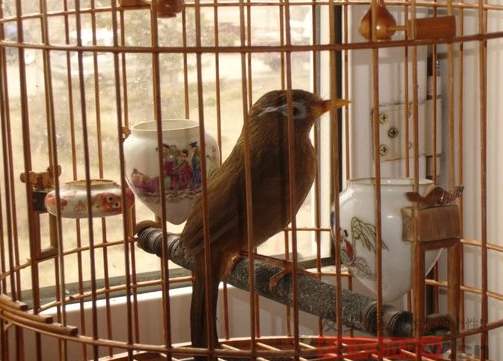 画眉鸟撞笼怎么办,新画眉鸟撞笼的正确方法