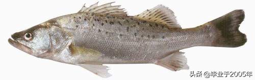 辽宁常见的鱼有哪些,辽宁沿海常见鱼