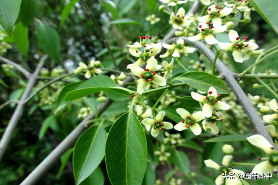 丝棉木树皮开裂原因,桦木容易开裂吗为什么