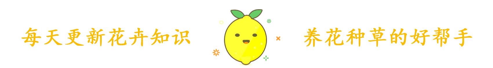 多肉植物为什么不能长大,多肉开花不结果是什么原因