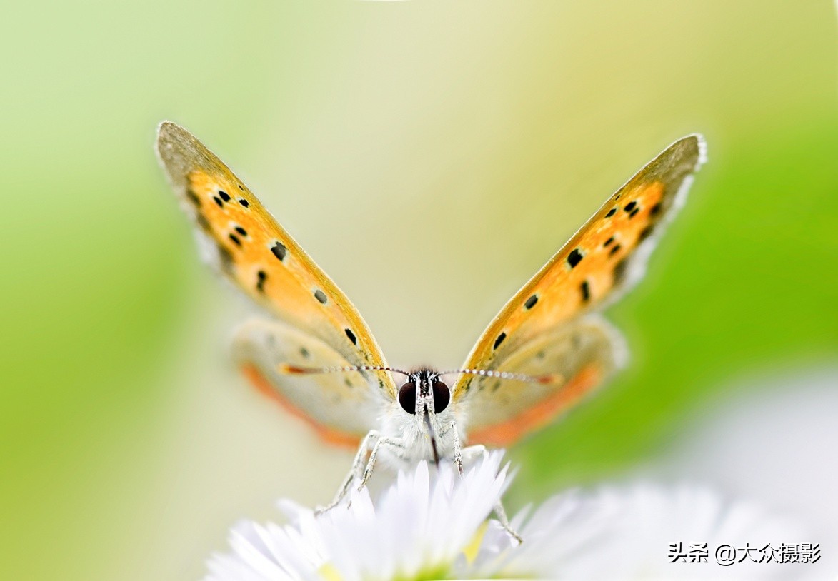 他7年专注拍蝴蝶,获“蝶痴”、“蝶仙”雅号