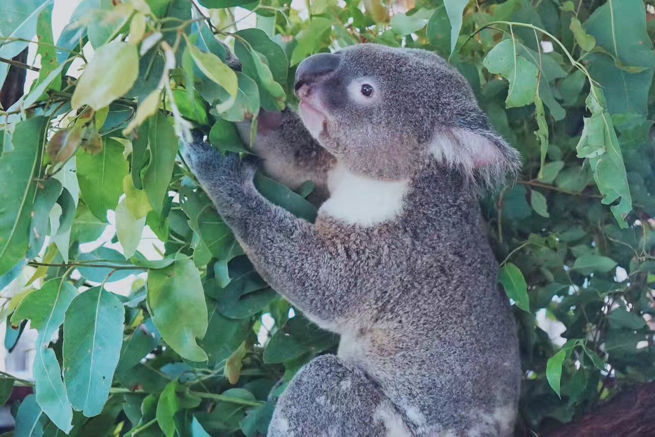 断子绝孙桉树,断子绝孙树为啥广西还大面积种植