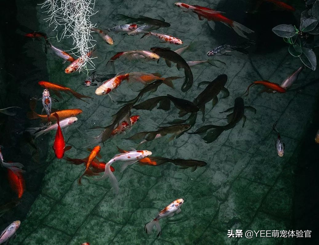 一条观赏鱼吃三种粮，都是必备，吃得过来吗