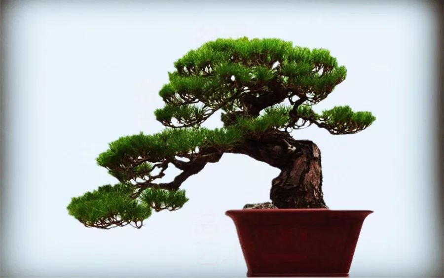 黑松造型的初步学习 (怎么给黑松造型)