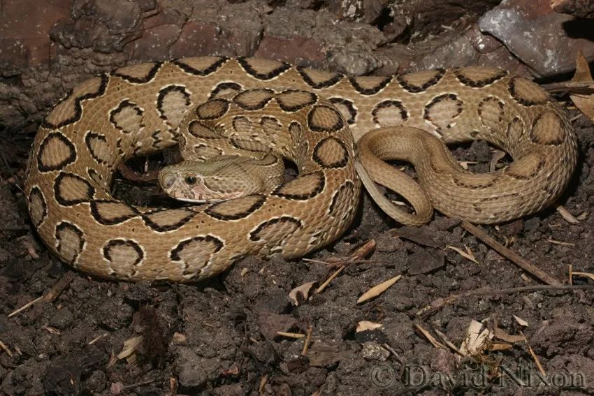 毒蛇的毒性分几种啊,毒蛇毒性排名榜