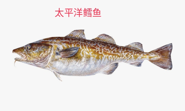 市面上买到的假鳕鱼能食用吗,假鳕鱼跟真鳕鱼区别