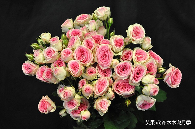 月季常见4种病,月季黑杆病怎么处理