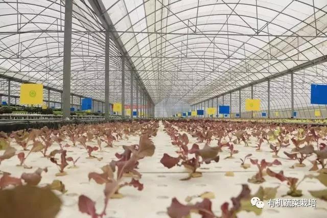 水培蔬菜种植的基础知识,水培蔬菜家庭版水培生菜