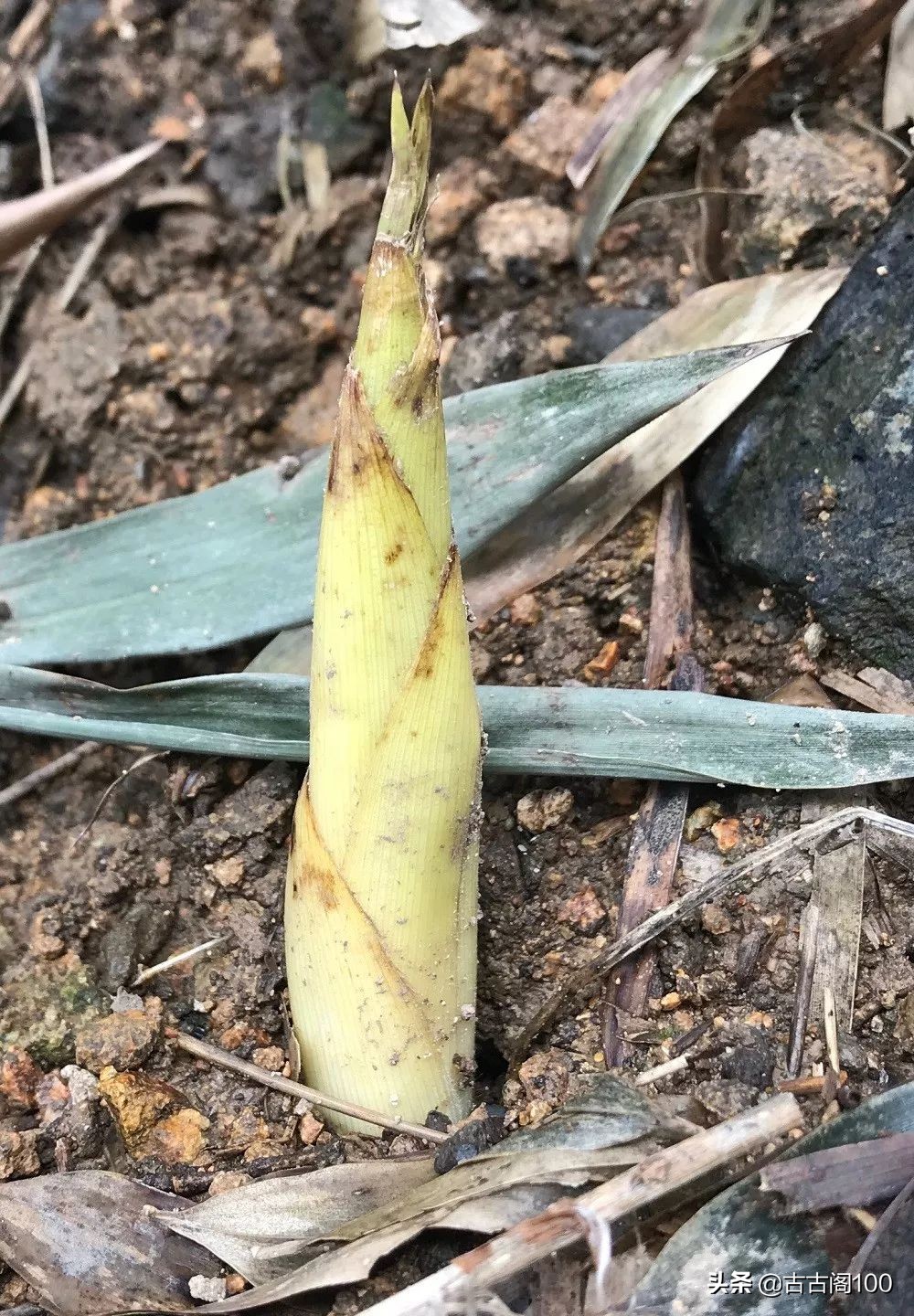 萧绍古道在哪里,萧绍古道古纤道