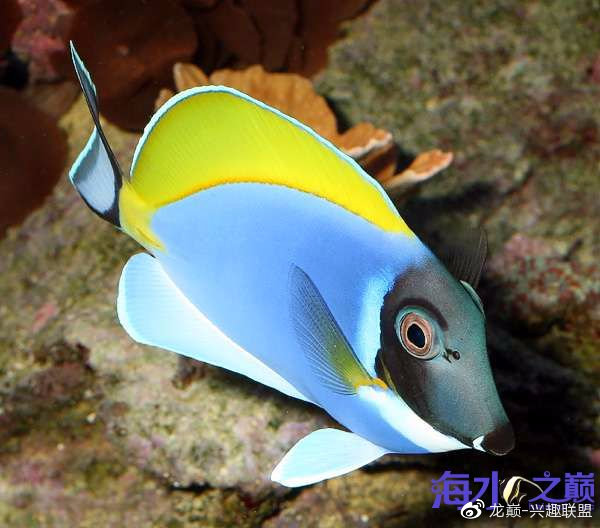 钦州喜欢养鱼的小伙伴,海缸里藻太多?莫怕,我为你解决