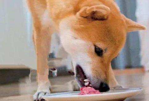 如何避免与狗狗的敌对情绪,小狗狗怕生怎么办