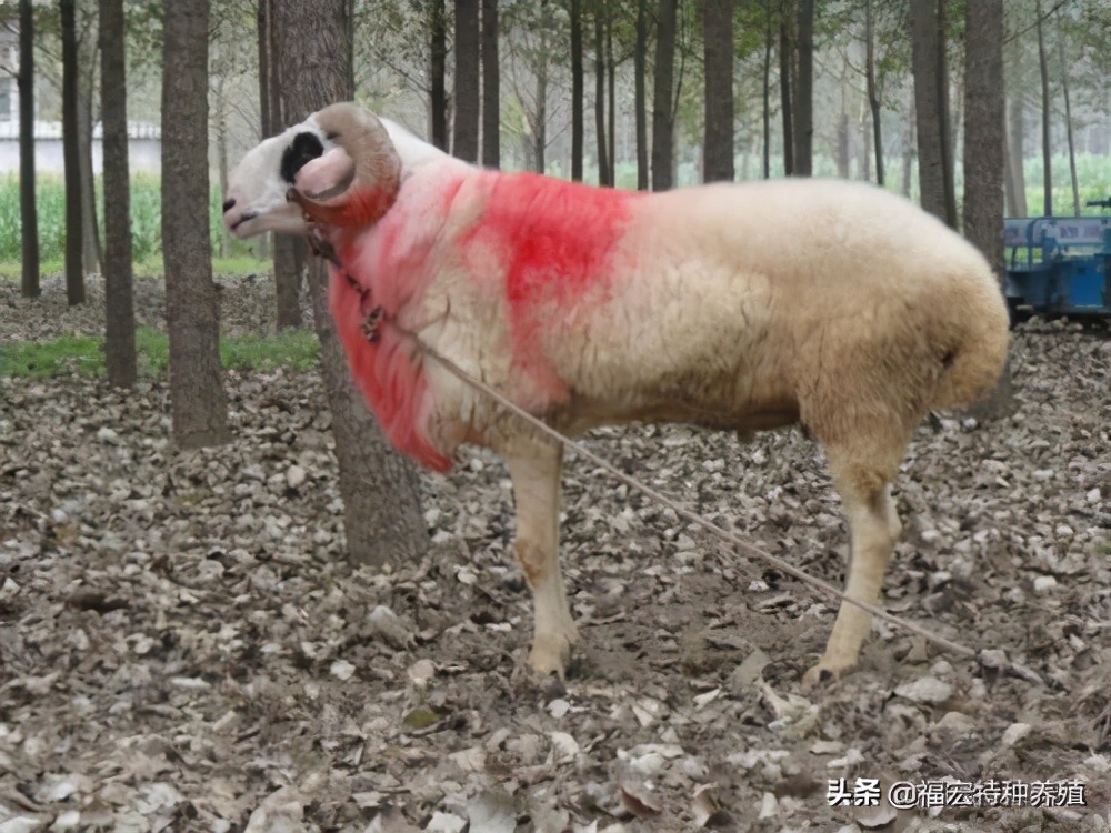 目前国内什么品种的羊最适合南方,中国养殖的羊的品种最多的是什么
