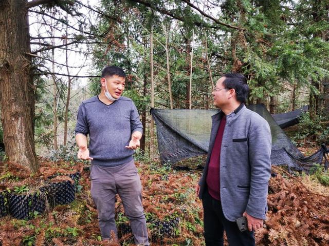 四明山哪里有山黄精,上方山三宝之一黄精