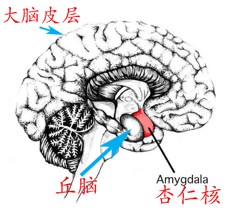 恐鸡症是什么原因,恐鸡症和羽毛恐惧症