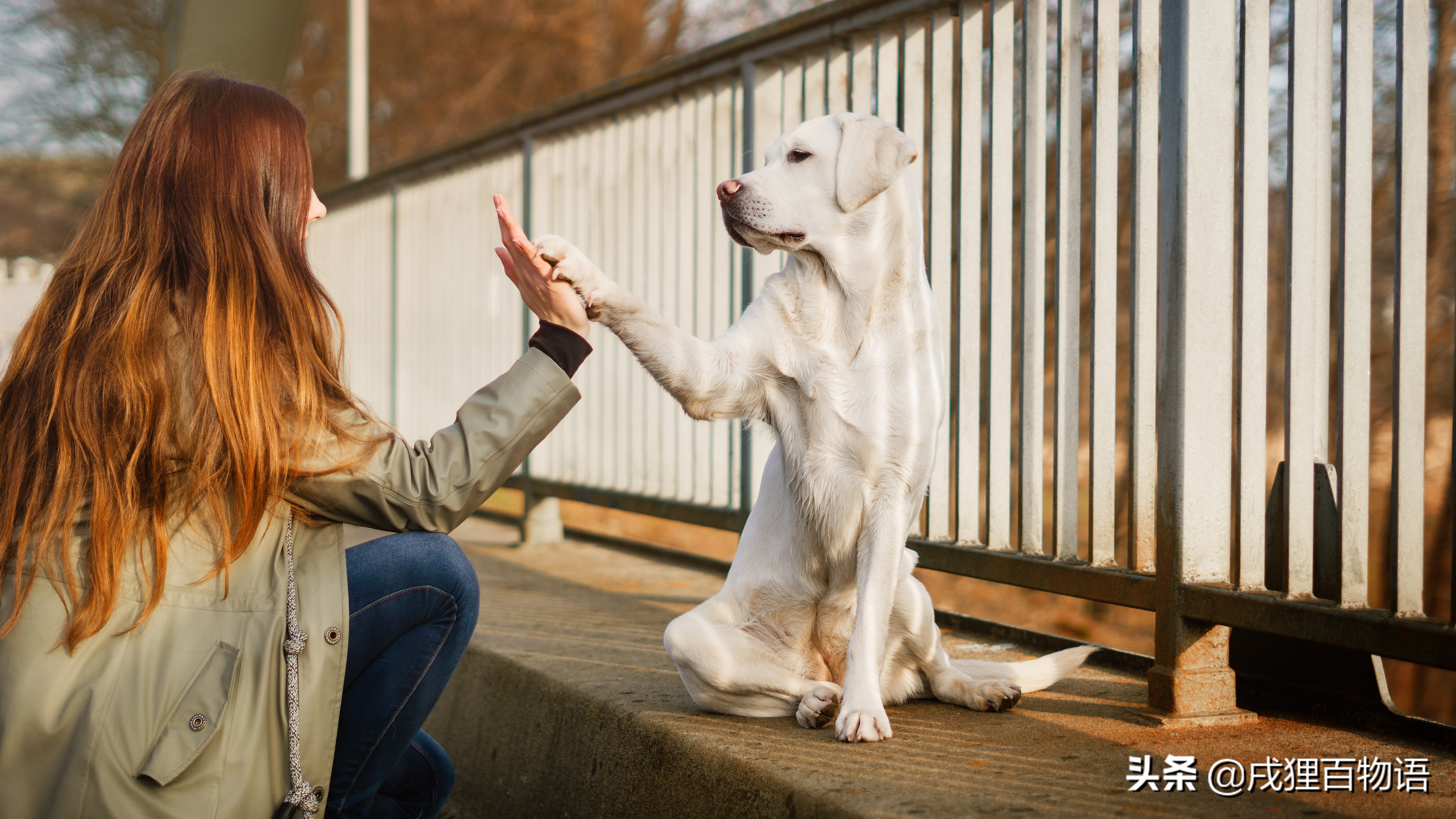 狗肘子毛磨没了还会长吗,狗啃肘子