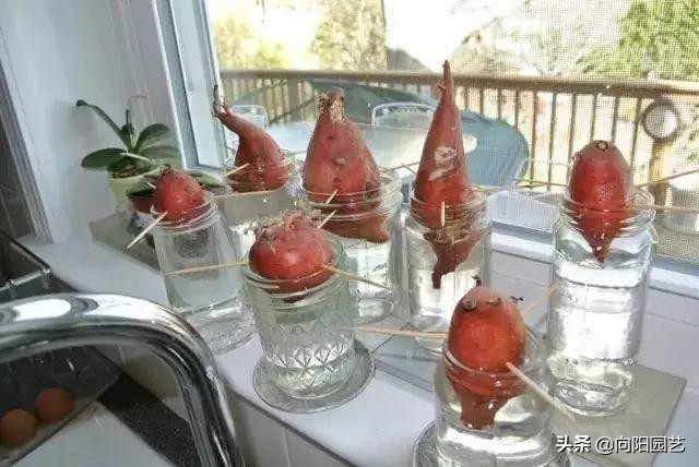 家里阳台种红薯的方法,家庭版种红薯的方法