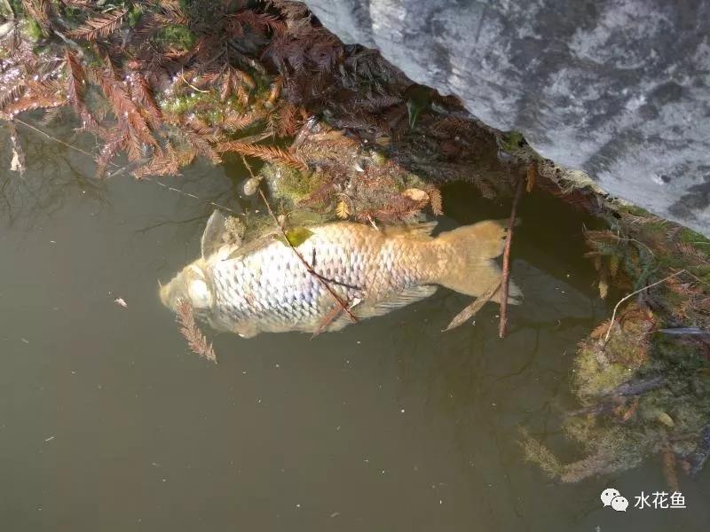 越冬综合症鱼病要多久能治好,鱼瘟病是怎么回事