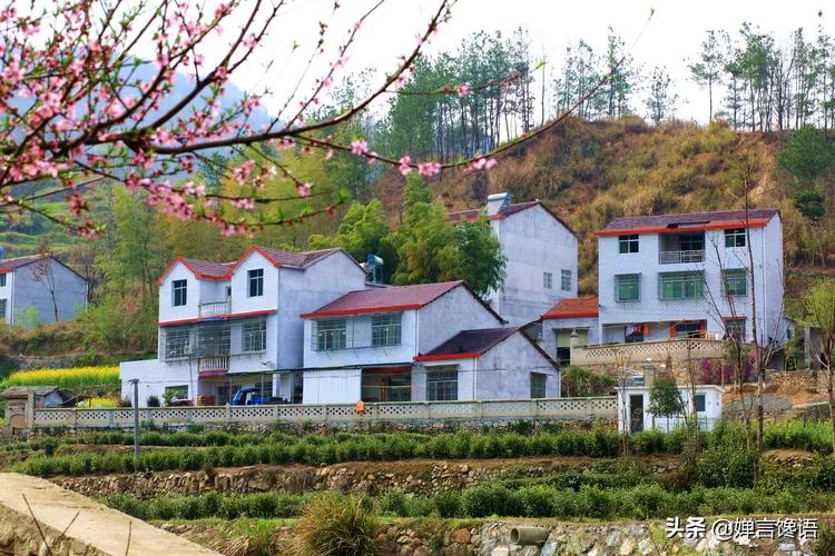 中国为什么是桃子的故乡,故乡的桃子