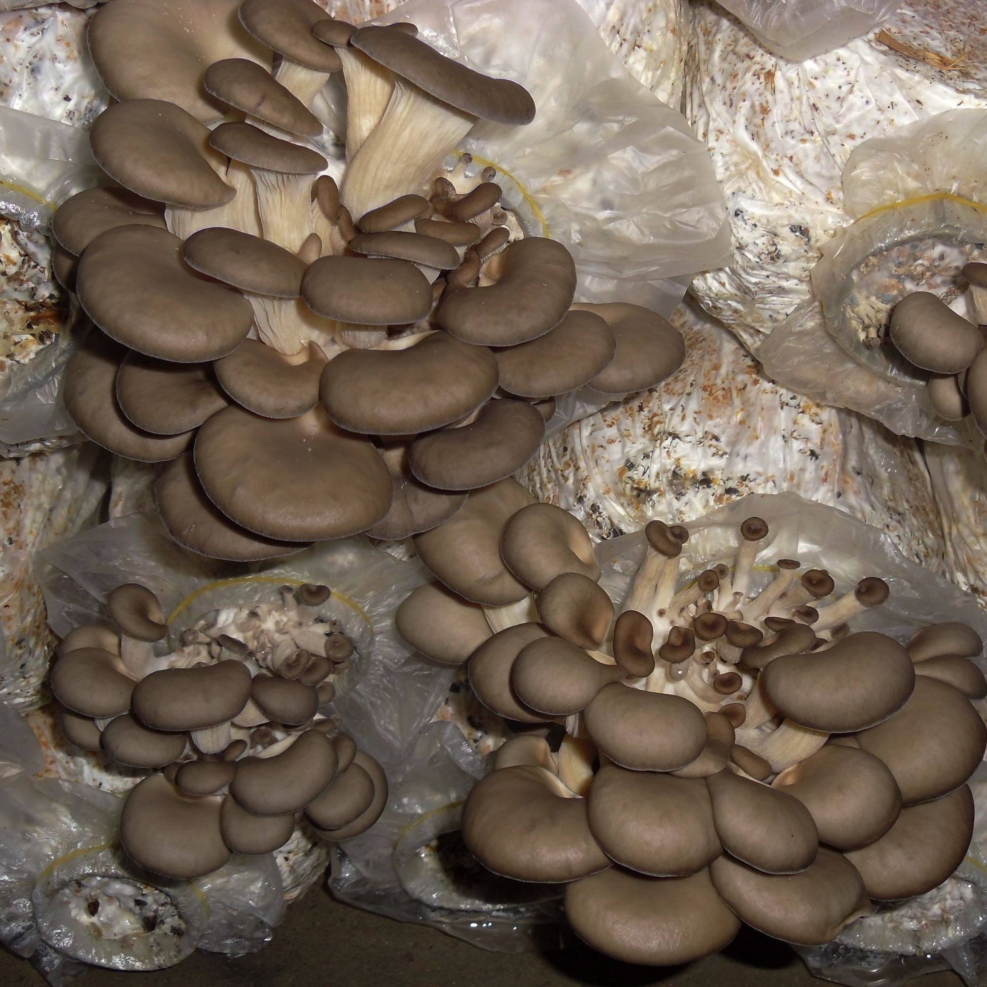 我想种植平菇可以到哪里学习技术,最简单种植平菇配料