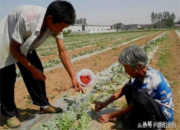 如何防止瓜徒长,瓜秧徒长