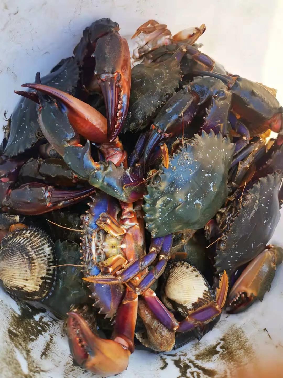 庄河黑岛赶海路线,庄河黑岛赶海潮汐表