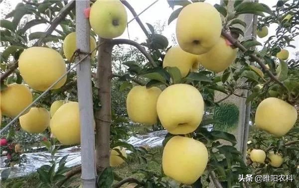 做好这三点轻松实现成功变现,苹果快速膨大的方法