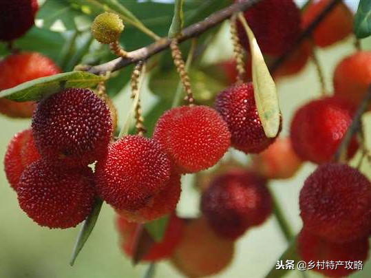 云南特产鲜花饼普洱茶,云南普洱茶民俗特色有哪些