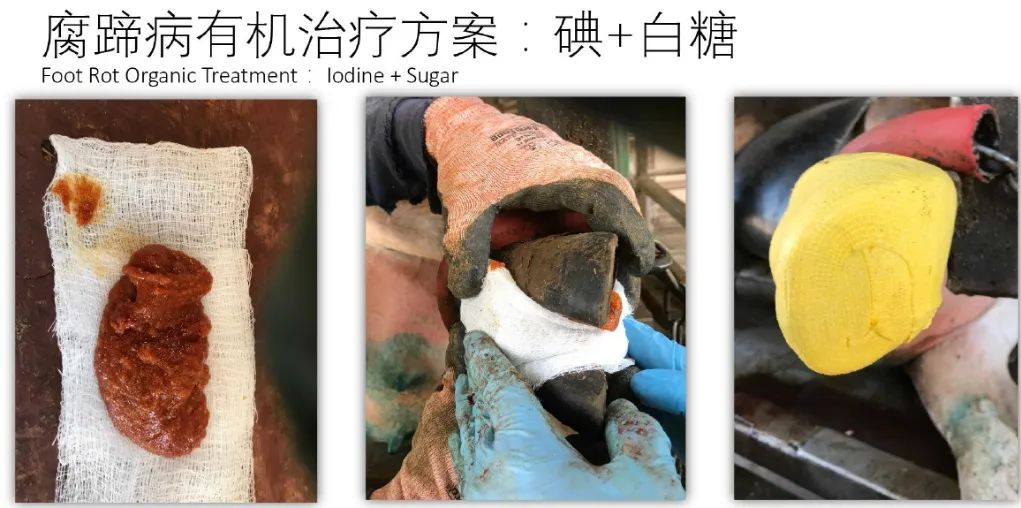 蹄病的种类和治疗方法,蹄病的预防与治疗