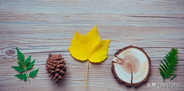 超惊艳的树叶手工,有趣的树叶手工制作