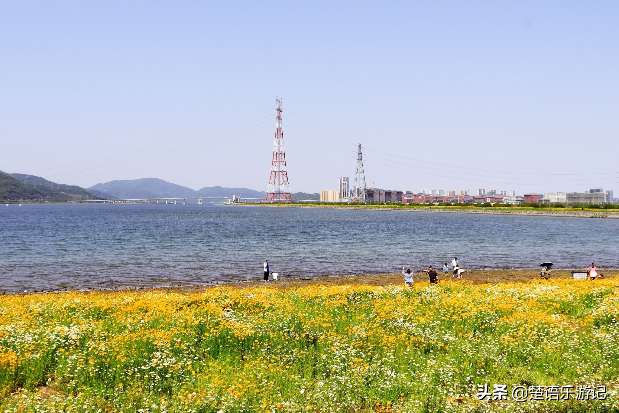 宁波大闸桥花海,宁波风景花海