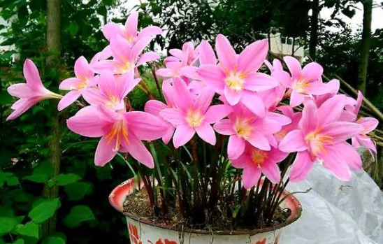 花突然蔫了？你家装修污染可能出问题了！