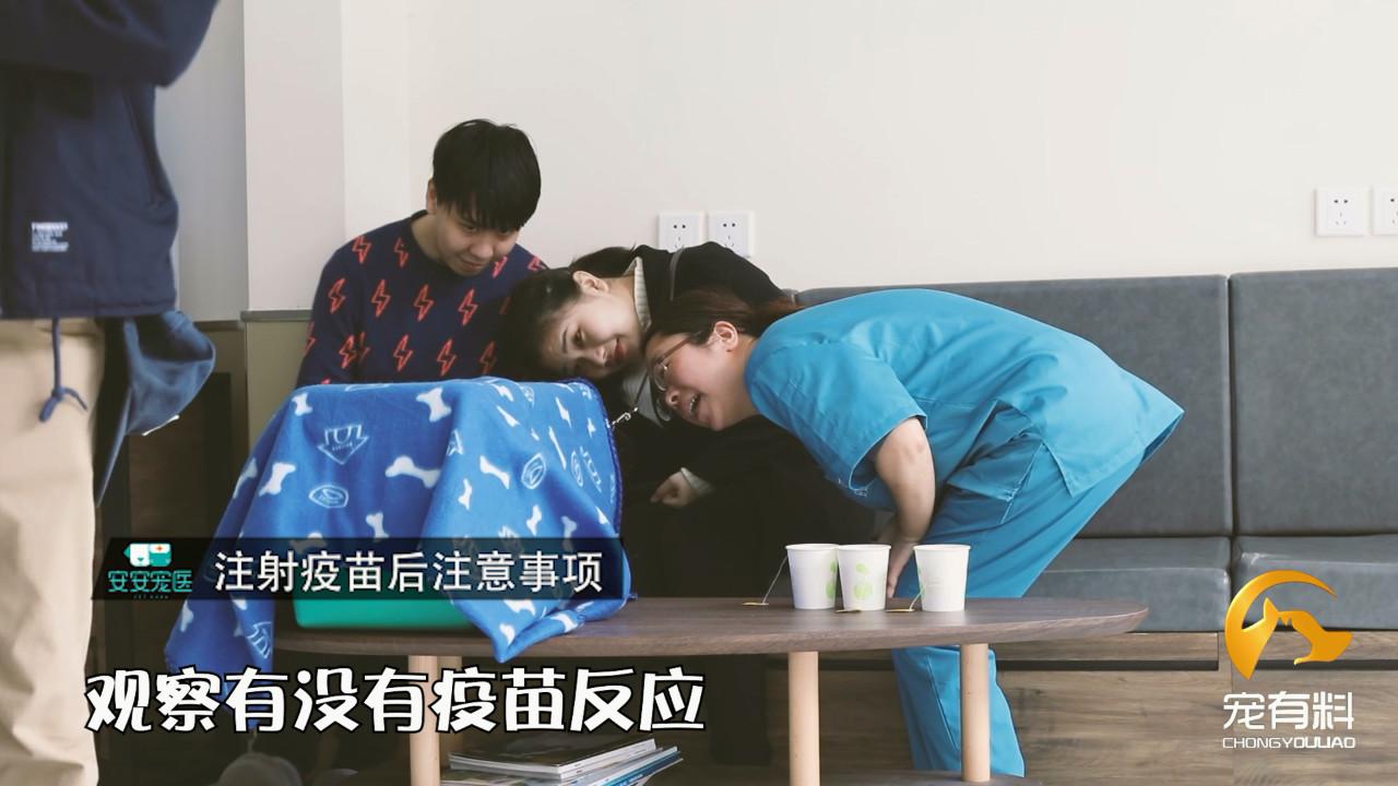 宠物疫苗怎么打,宠物狗每年都需要打狂犬疫苗吗