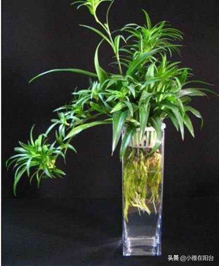 水培吊兰最好养的方法,水培吊兰怎么养才能更旺盛小妙招