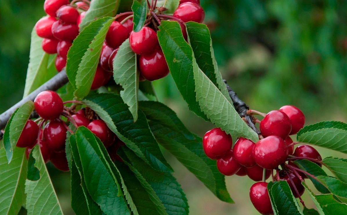 樱桃种植条件,广东樱桃种植的基本条件