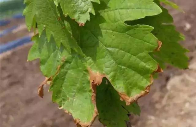 葡萄叶片黄化怎么治疗,葡萄叶片黄化斑驳