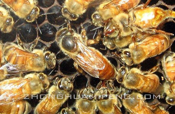 蜜蜂养殖技术培训高级教程,蜜蜂养殖技术视频取蜂蜜