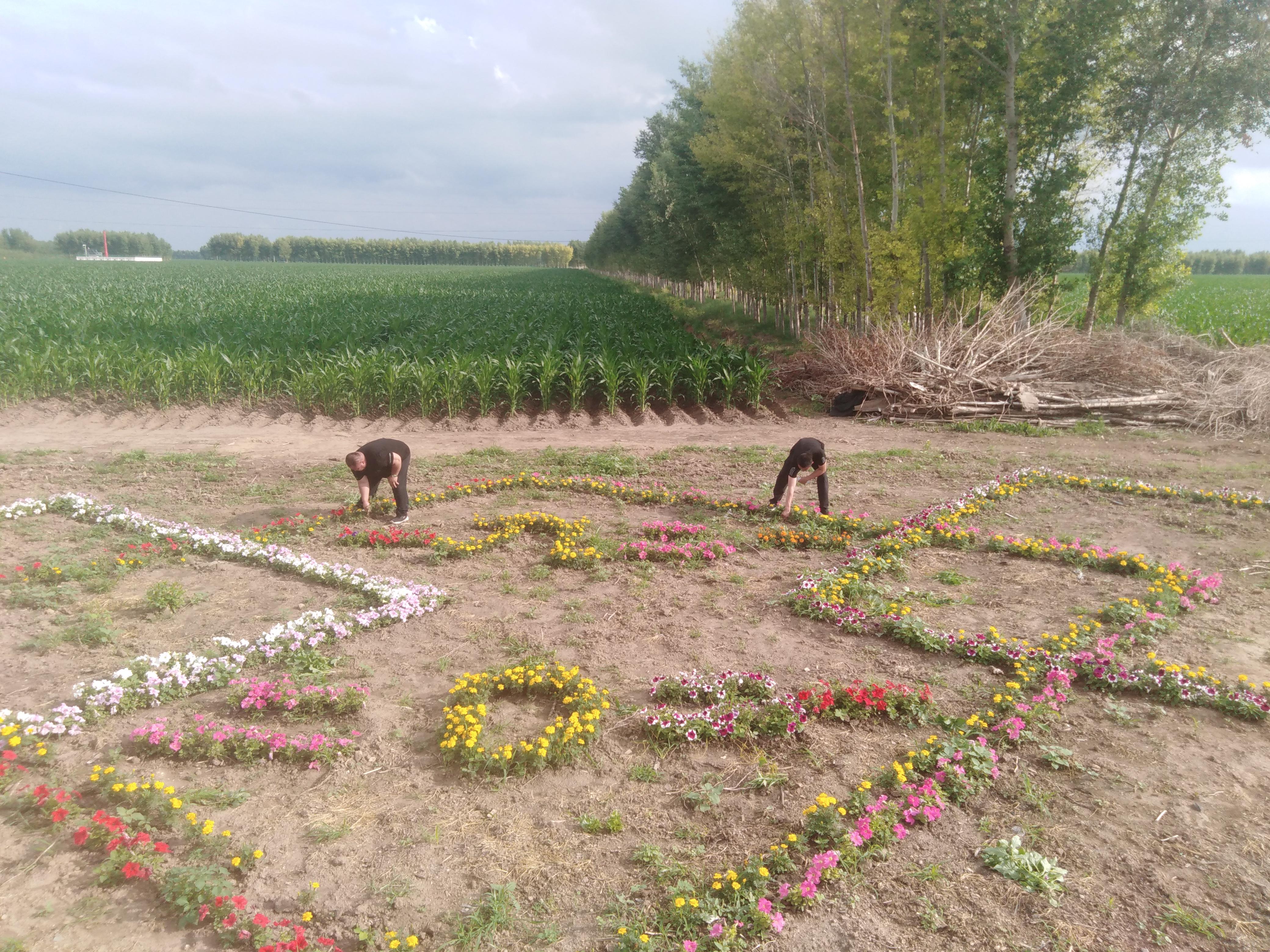 黑龙江省肇东市安民乡奉安村,哈尔滨肇东市安民乡奉安村老胡屯