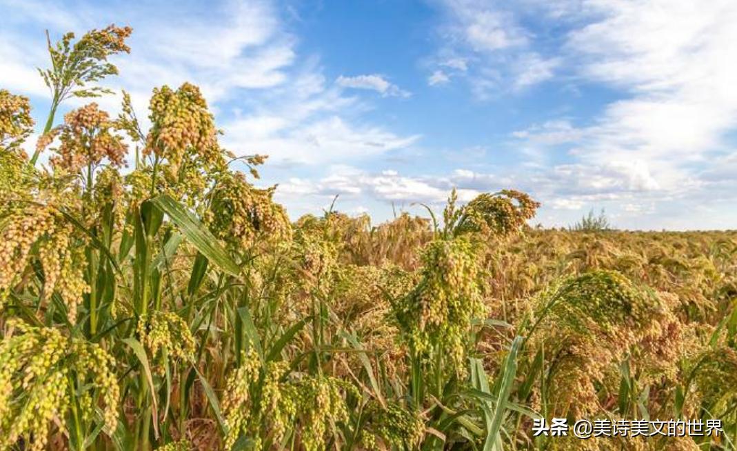 知我者谓我心忧前两句,知我者谓我心忧意思是