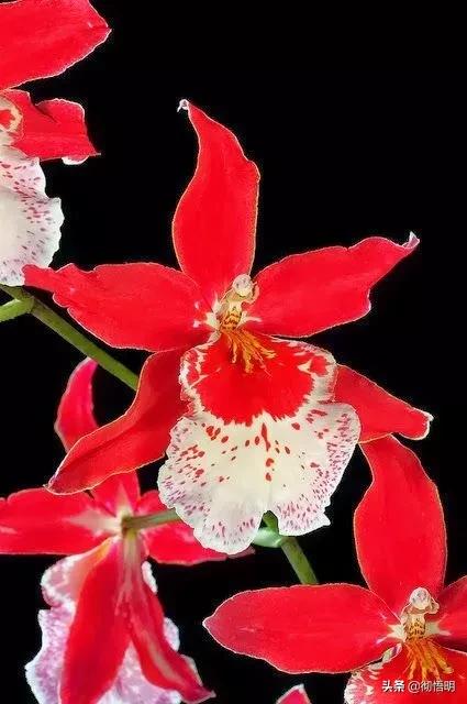 十种稀有长寿花,80个长寿花品种全都美极了