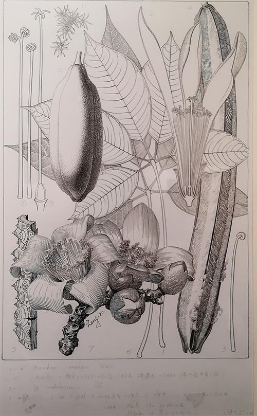 植物画家曾孝濂,画家曾孝濂作品欣赏