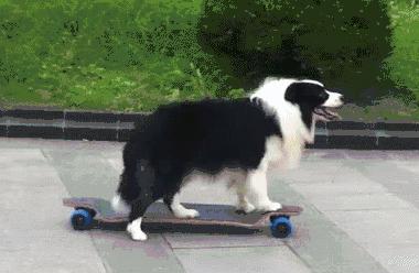 为什么这些狗狗当不了警犬，大型“反间计”现场