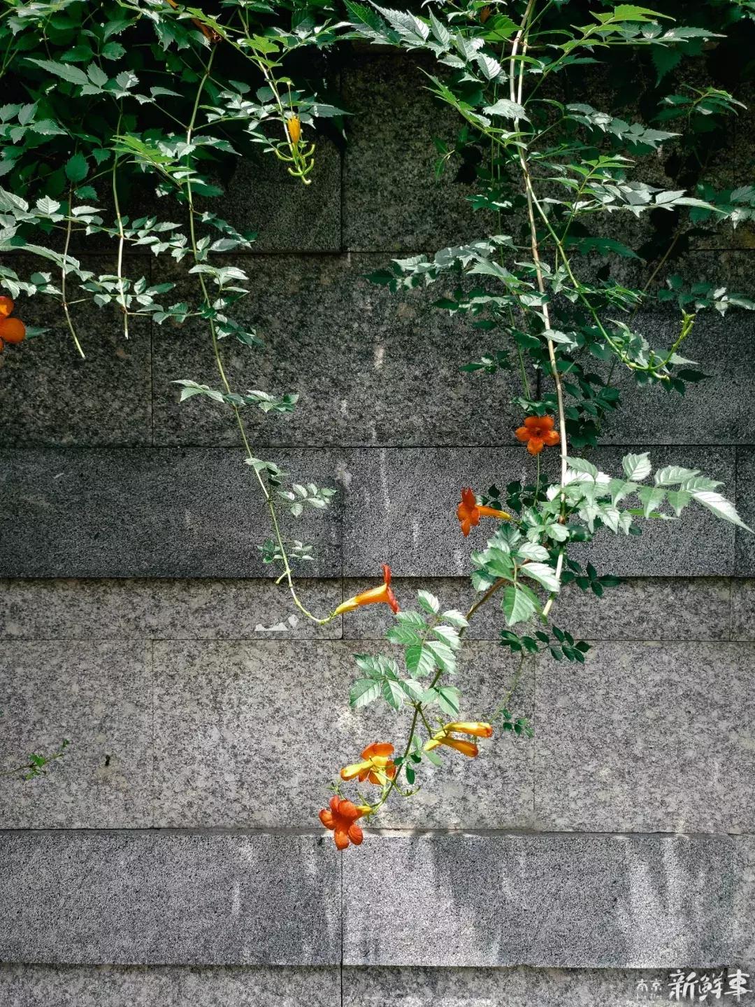 中华中学高中,中华中学