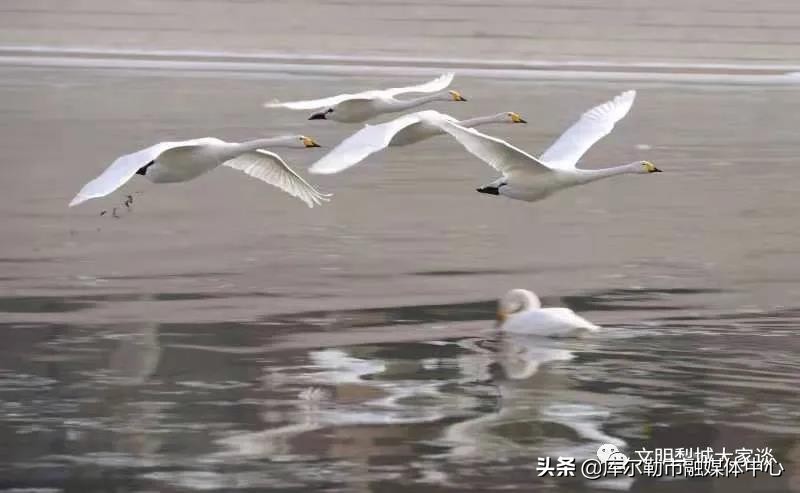 天鹅带着梨城“飞”向全国