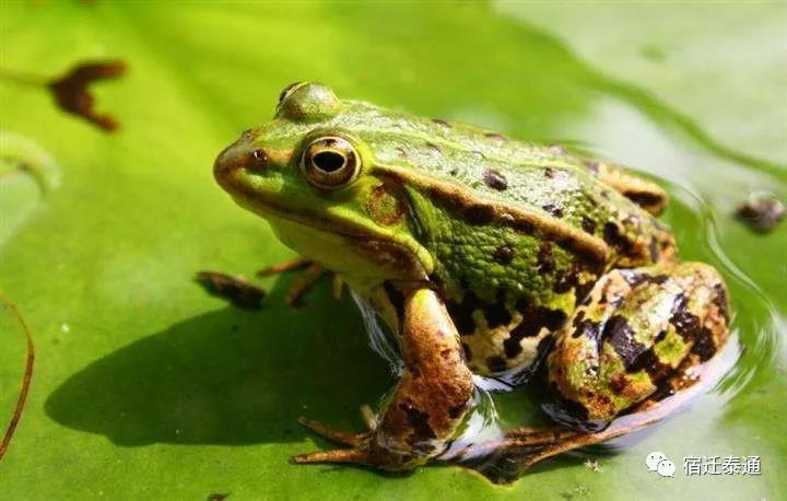 青蛙育种,养殖青蛙技术与方法