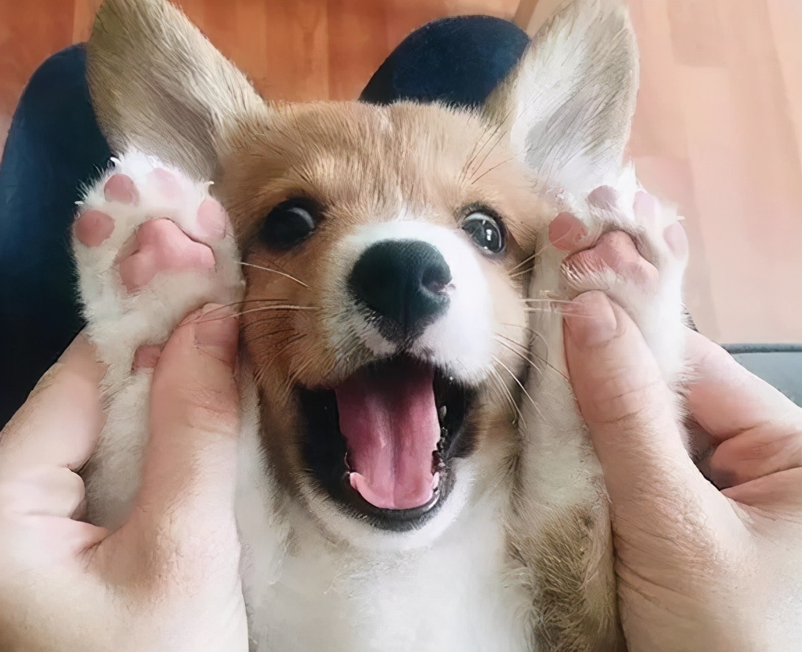 女生养公柯基还是母柯基,女生养柯基还是泰迪