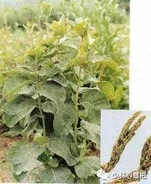 中药图片大全名称,中药图片大全带药名高清