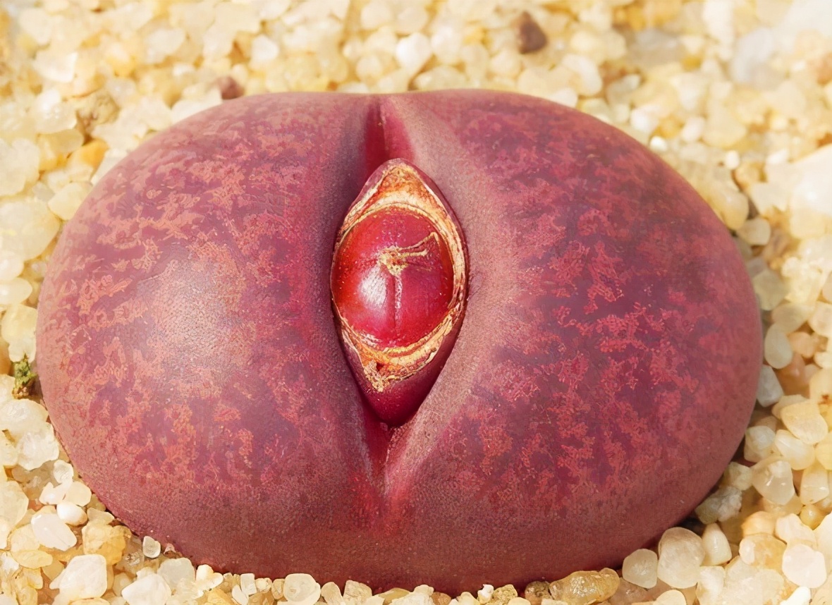 珍品生石花,绿宝石类生石花