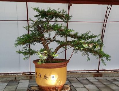 关于红豆杉的栽培与管理,观赏性红豆杉怎么修剪好看